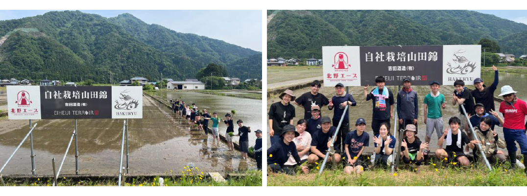 5月下旬酒米の苗を手植え