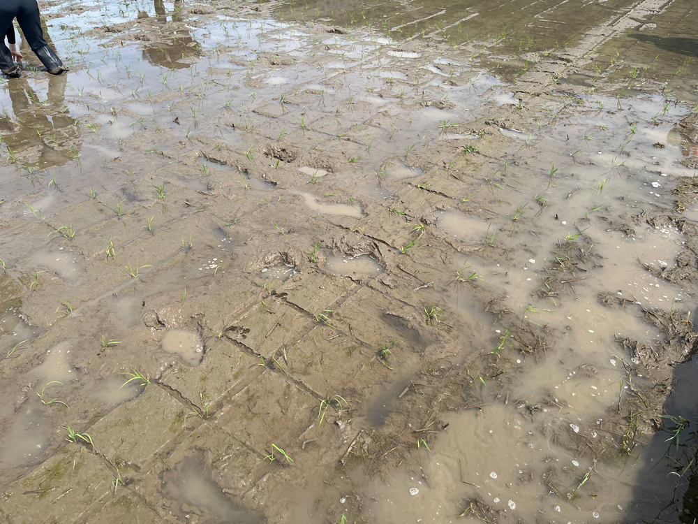 酒米の田植え体験
