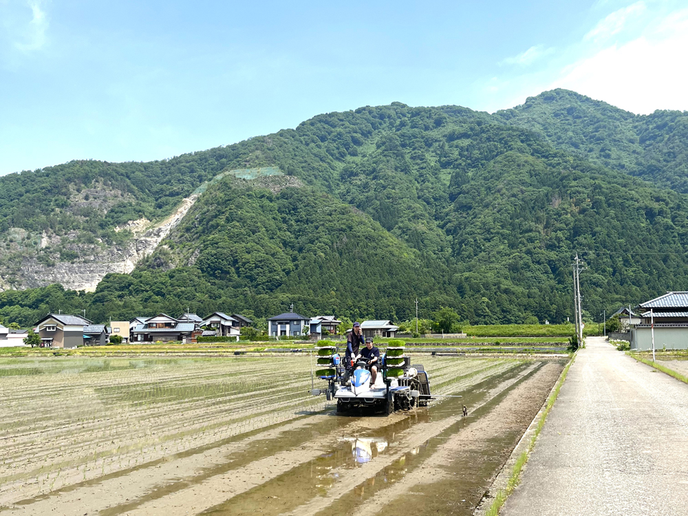 酒米の田植え体験